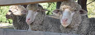 Lake Tekapo Farm Tours