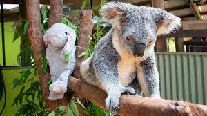 Koala & Wildlife Park