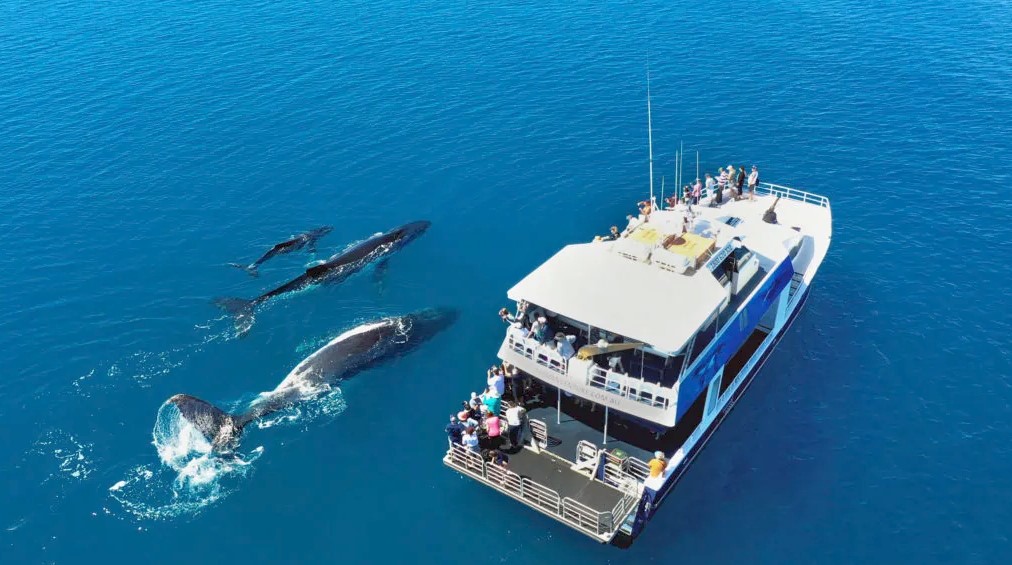 Tasman Venture Half-day Whale Watching