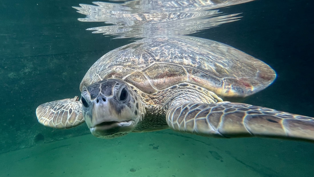 Reef World Aquarium Hervey Bay