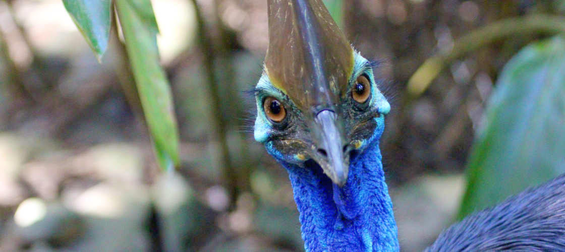 Wildlife Habitat Port Douglas Tickets