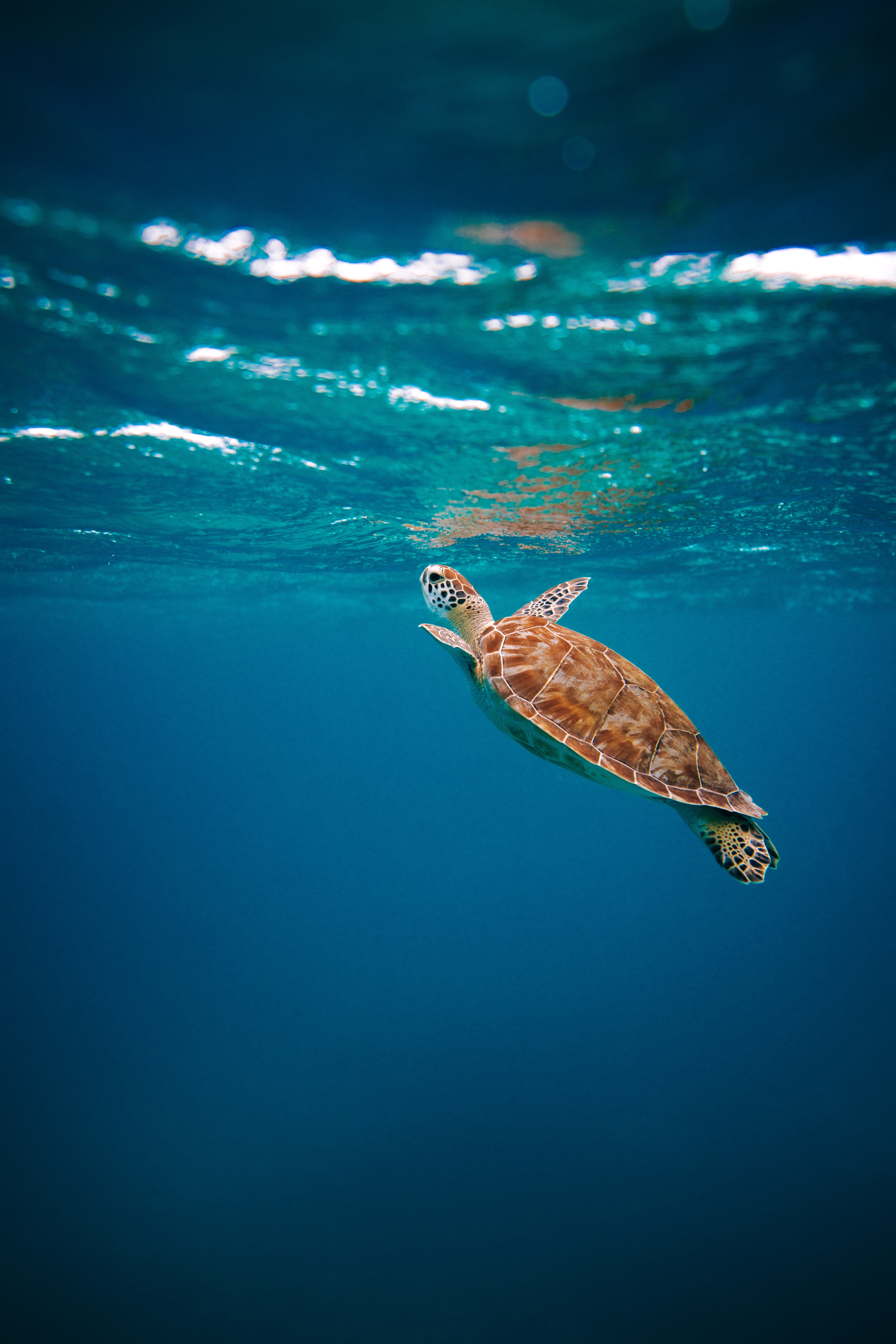 Whale and Turtle Season 