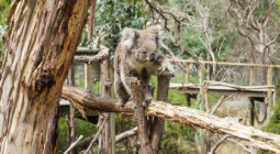 Koala Conservation Reserve