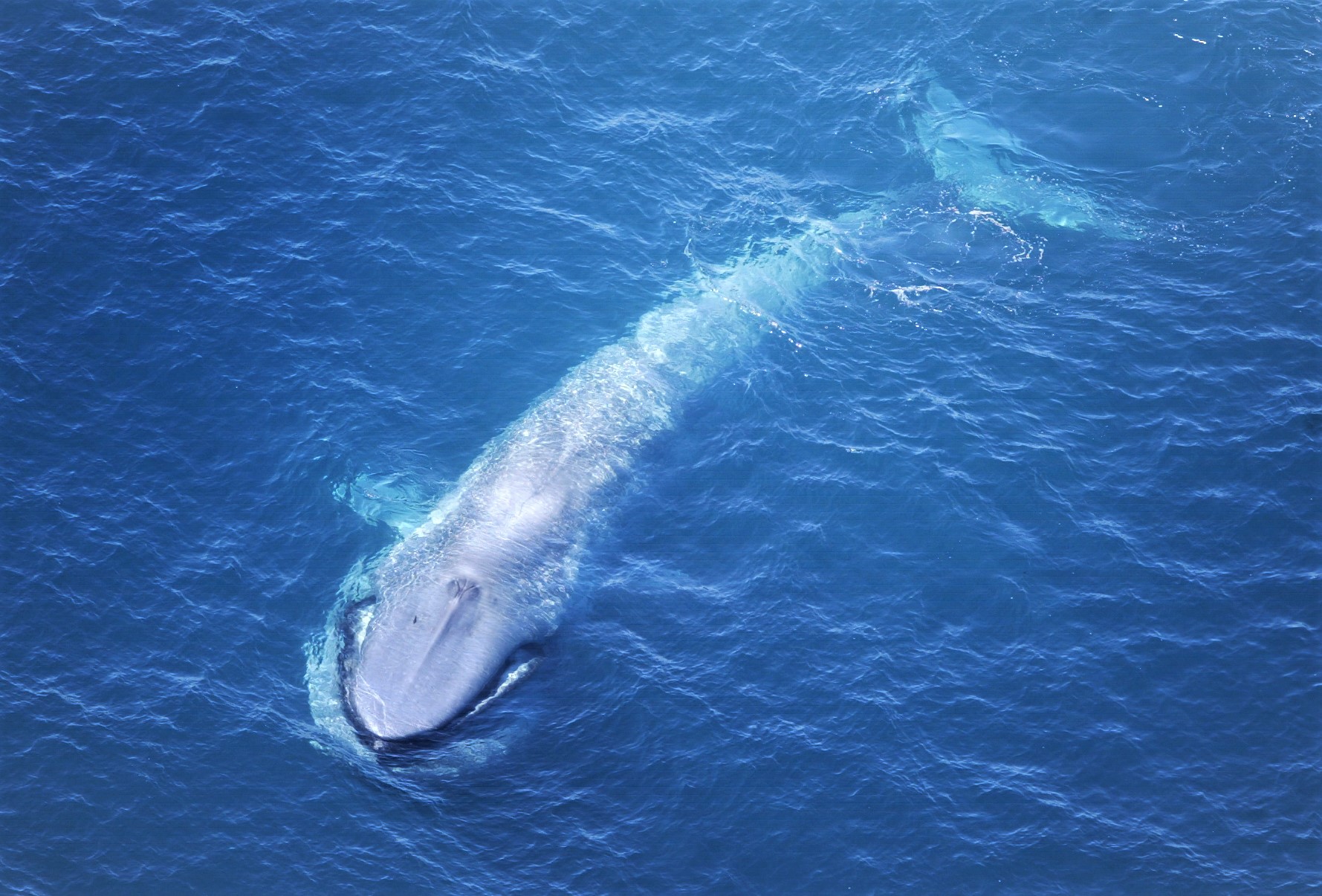 Whale Watching