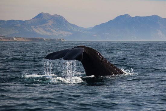 Whale Watching