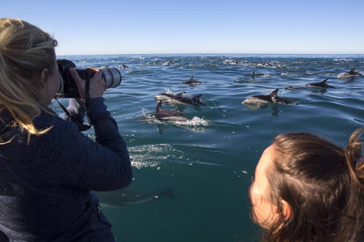 Dolphin Encounter