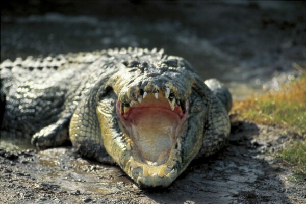 Koorana Crocodile Farm