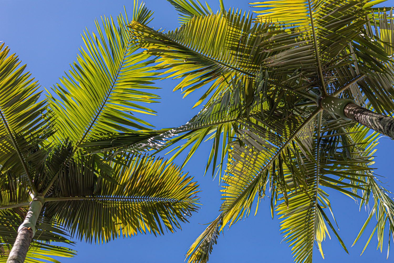 Explore Port Douglas and Surrounds