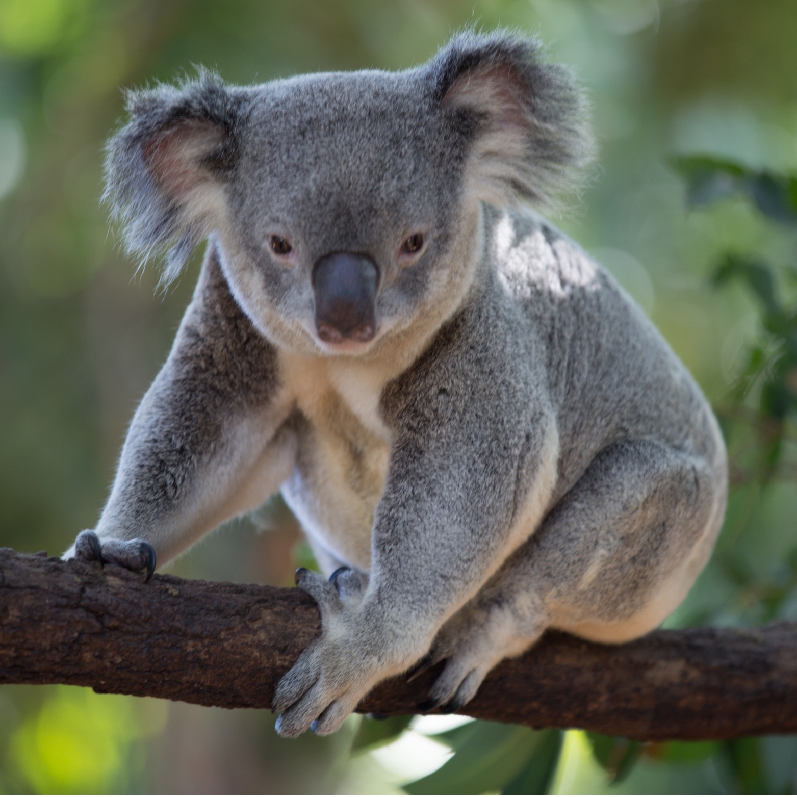 Australia Zoo
