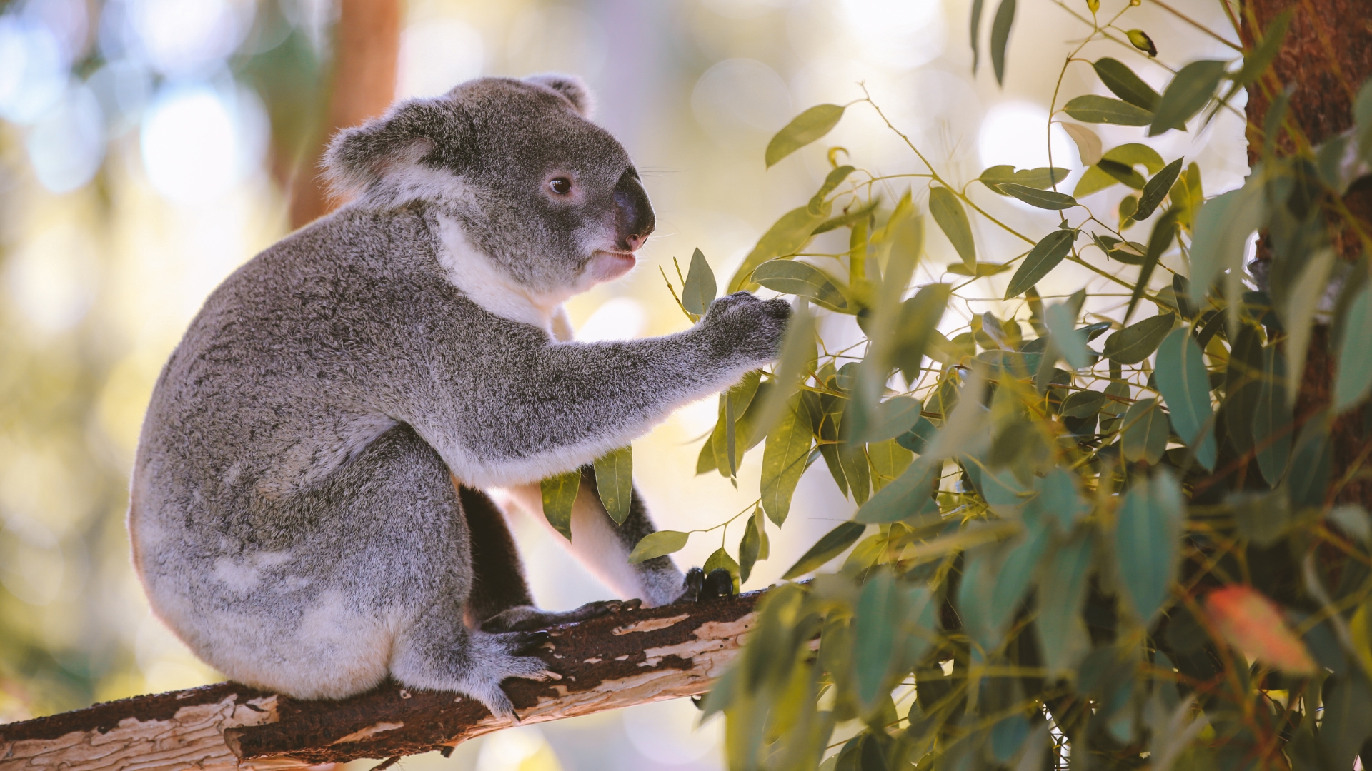 Australia Zoo
