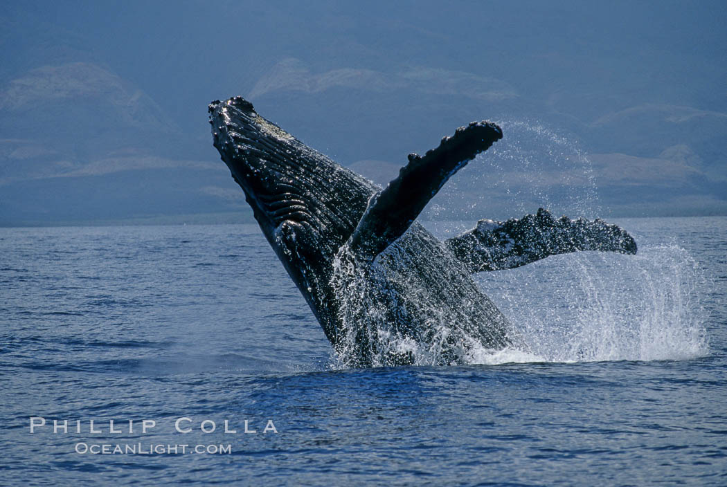 Whale watching