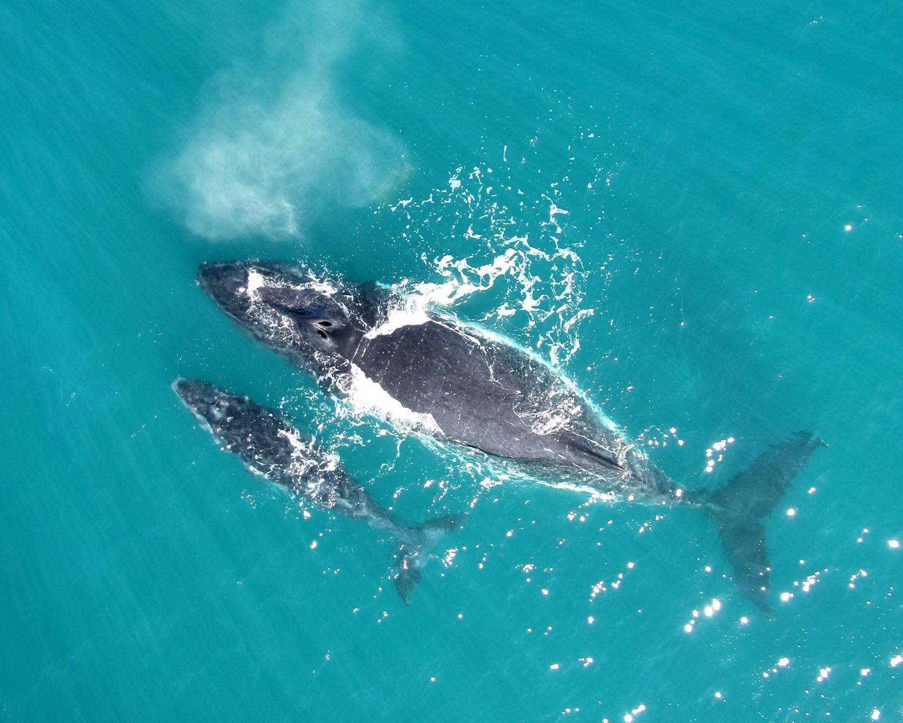 Winter Whales School Holiday Escape - 20% OFF