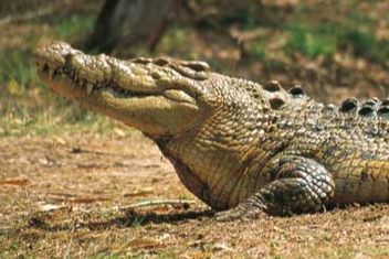 Billabong Sanctuary