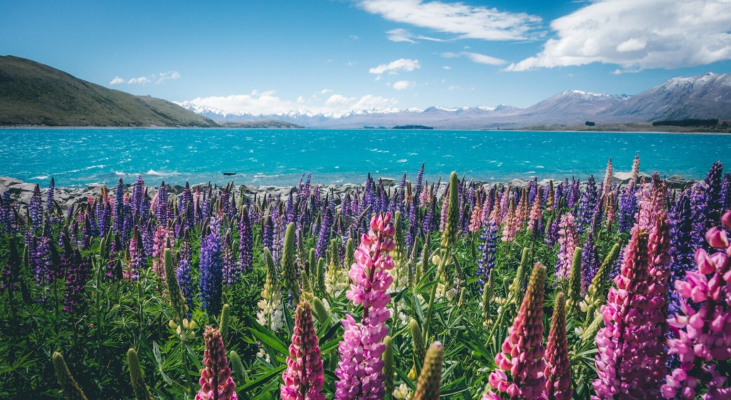 Lupin blossoms framing the turquoise lake