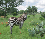 A Zebra at The Exotic Resort Zoo