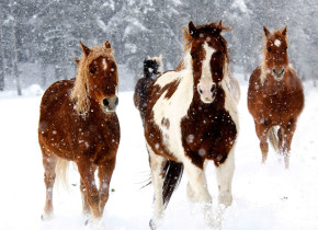 Horses running in the snow at Vista Verde Ranch.