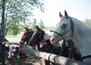 Horses at Trailhead Ranch.
