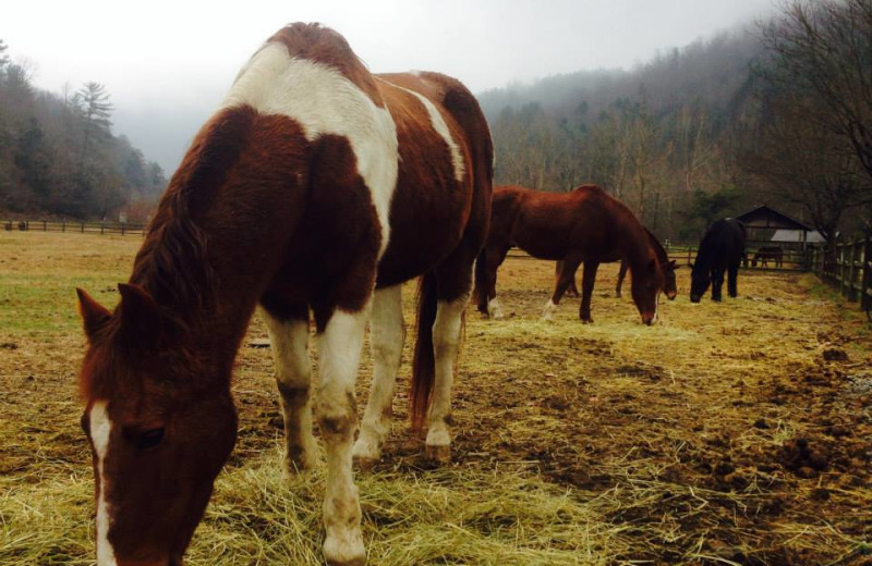 Horses at Leatherwood Mountains Resort.