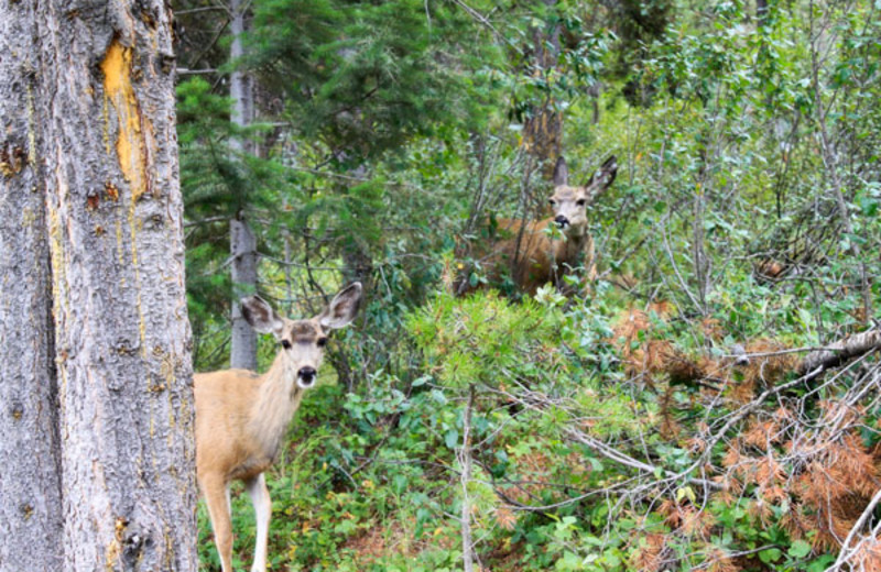 Local Deer at the Panorama Vacation Retreat at Horsethief Lodge