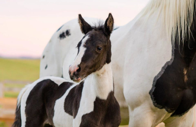 Horses at Zion Mountain Ranch.