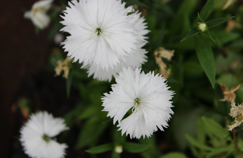 Wild Flowers at Woman River Camp