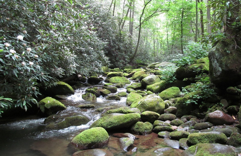 Creek near The Cabin Rental Store.