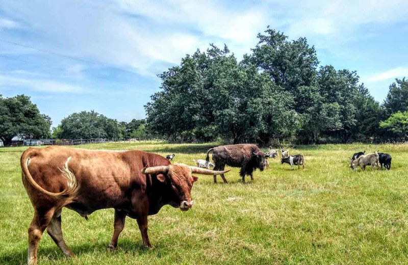 Cattle at Hideaway Ranch 