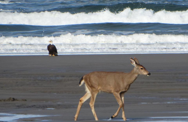 Wildlife on beach at Oceanfront Getaways.