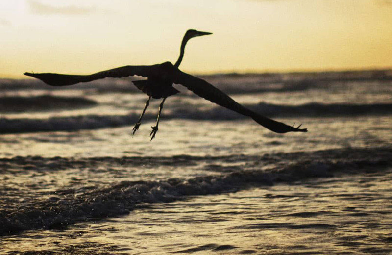 Bird at Seabreeze I.