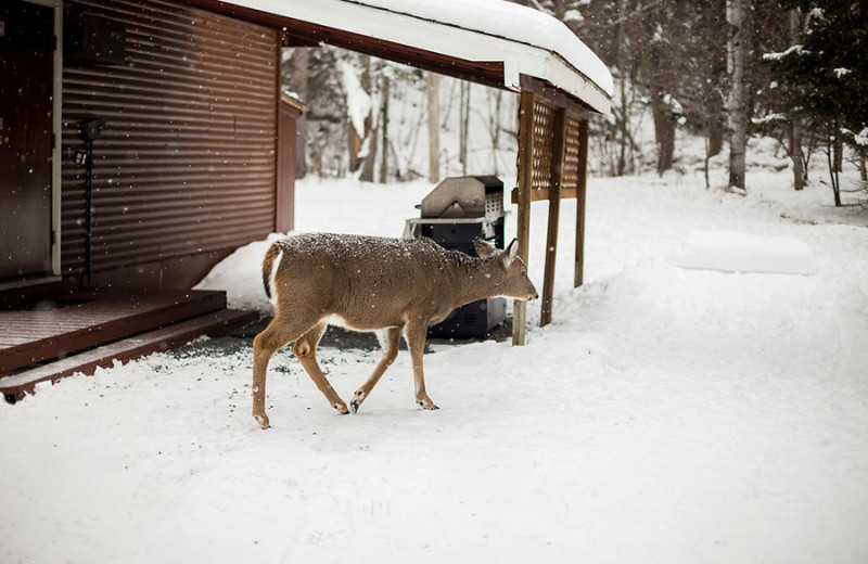 Winter at Tallpine Lodges.