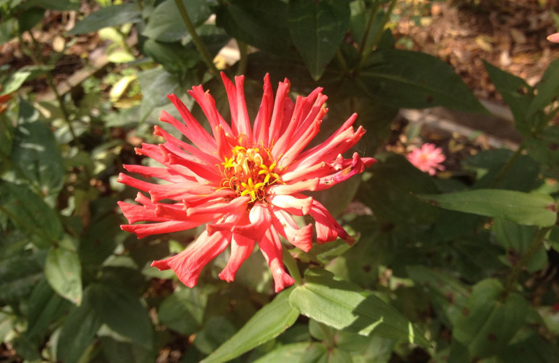 Flower at Inn at Monticello.