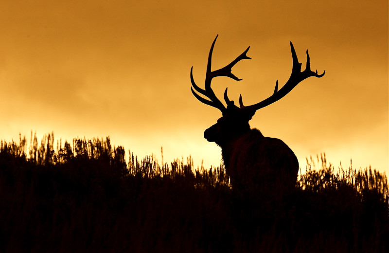 Elk hunting at Montana River Lodge.