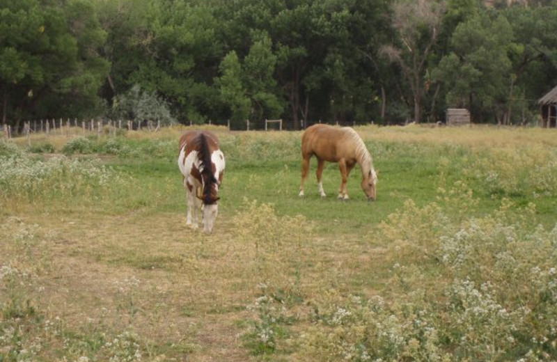 Ponies at Arrowhead Bed & Breakfast.