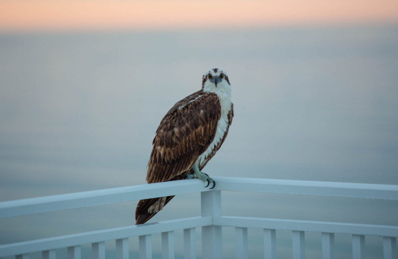 Birds at Shoreline Island Resort.