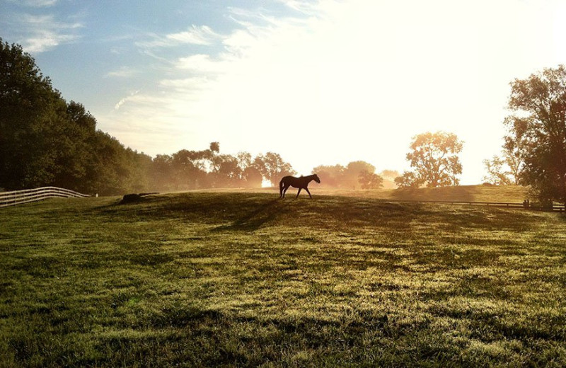 Horse at Salamander Resort & Spa.