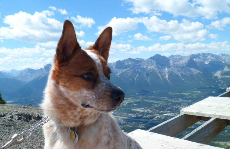 Pets welcome at Rocky Mountain Ski Lodge.