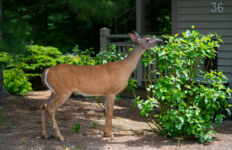 Deer at Taboo Muskoka.