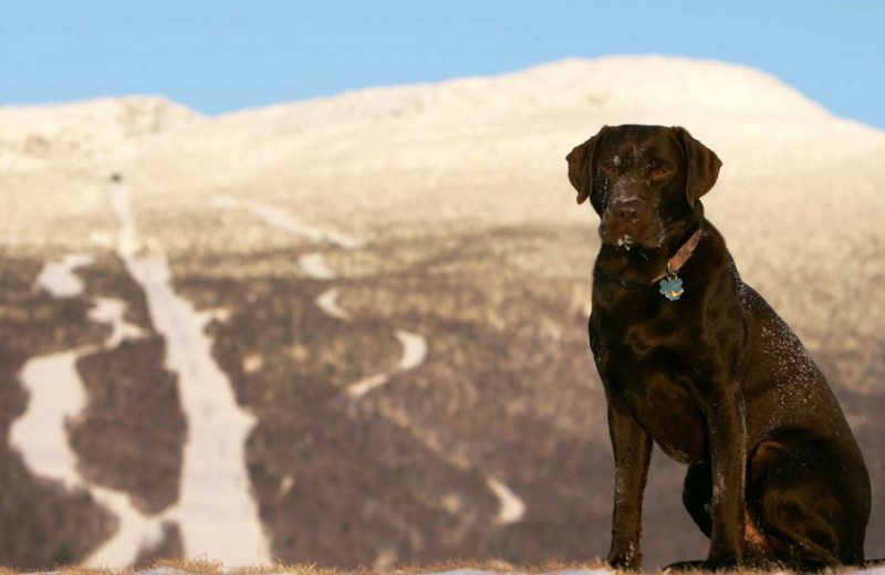 Pets welcome at Stoweflake Mountain Resort & Spa.