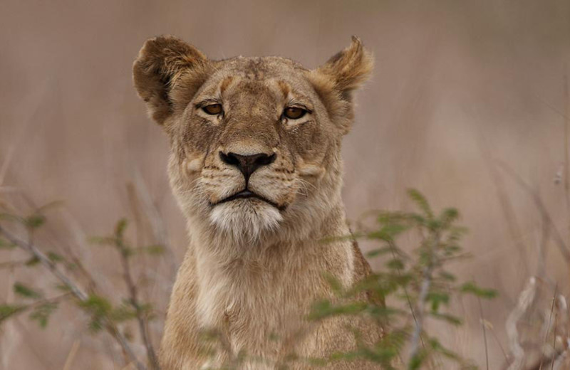 Wildlife at Singita Ebony Lodge.