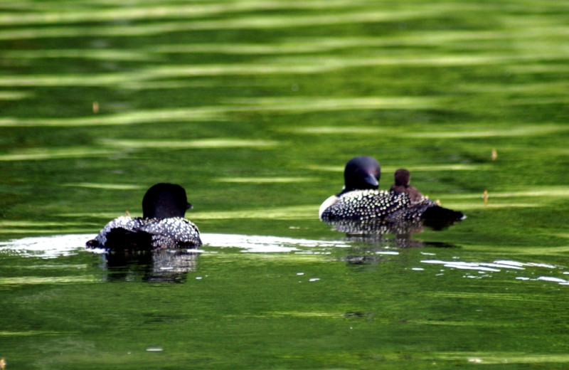 Loons at Northern Lights Resort.