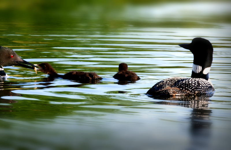 Loons at Acorn Acres Campground.