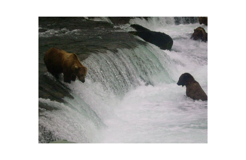 Bears at Naknek River Camp.