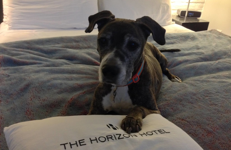 Pet friendly accommodations at The Horizon Hotel.