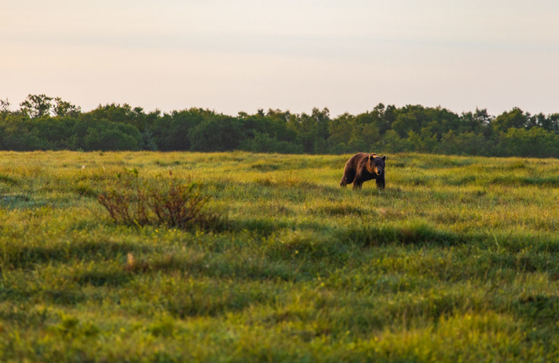 Grizzly at Alaska's Gold Creek Lodge.