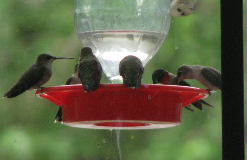 Hummingbirds at Utopia on the River.