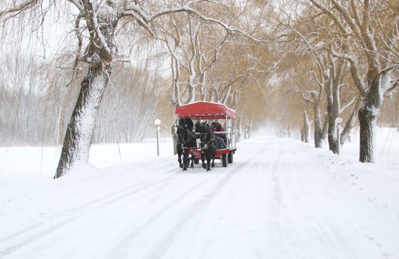 Horse sleigh at Fern Resort.