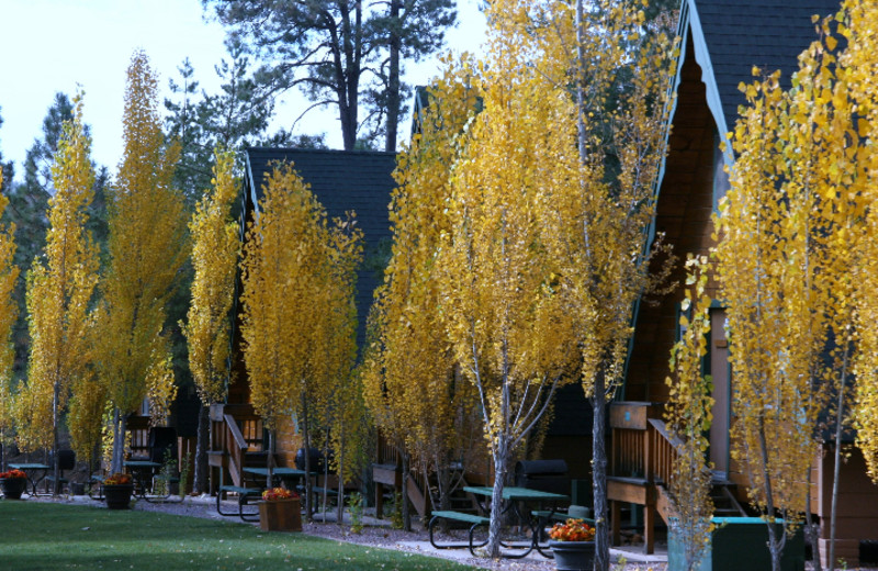 Cabins at Cabins on Strawberry Hill.