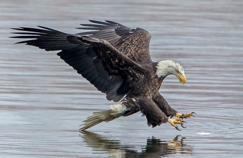 Eagle at Inn At Lake Joseph.