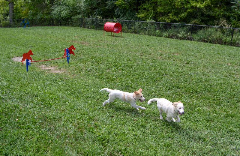 Bark park at Yogi Bear's Jellystone Park Hagerstown.