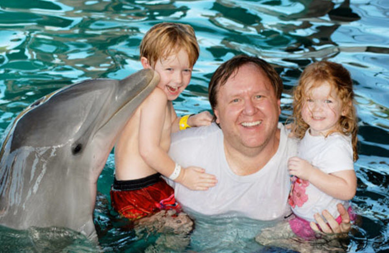 Swim with dolphins near Orange Hill Beach Inn.